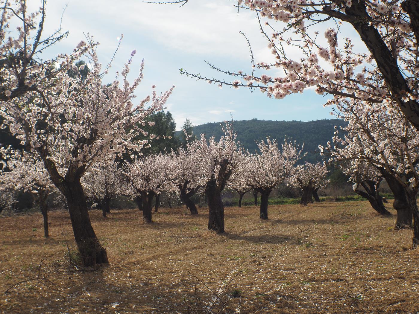 Beautiful village house with patio in Jalón for sale.