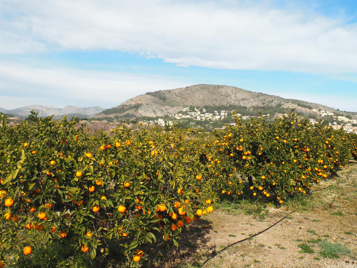 Beautiful village house with patio in Jalón for sale.